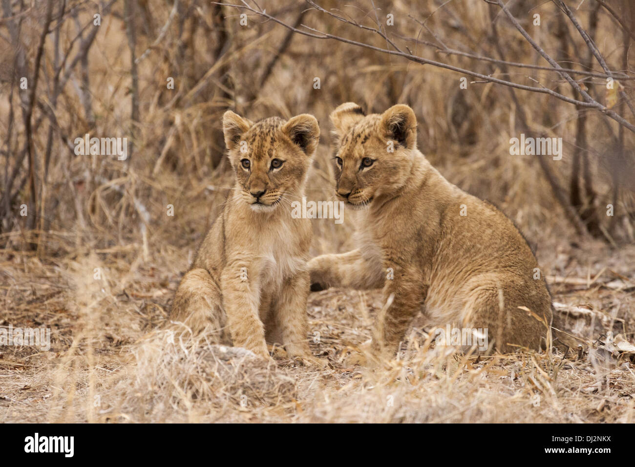 junge Löwen (Panthera Leo) Stockfoto