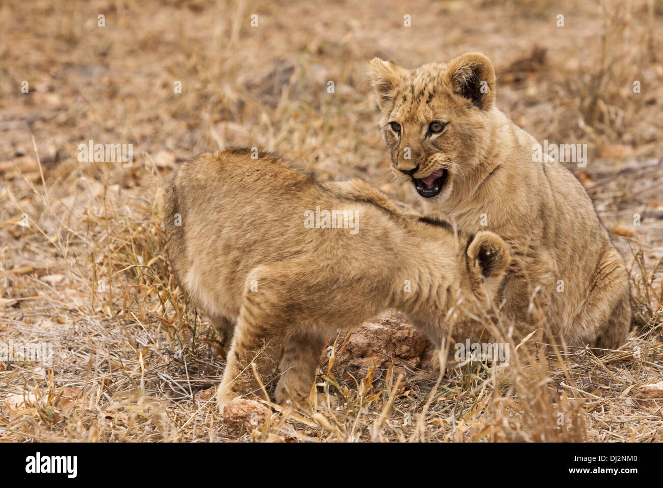 junge Löwen (Panthera Leo) Stockfoto