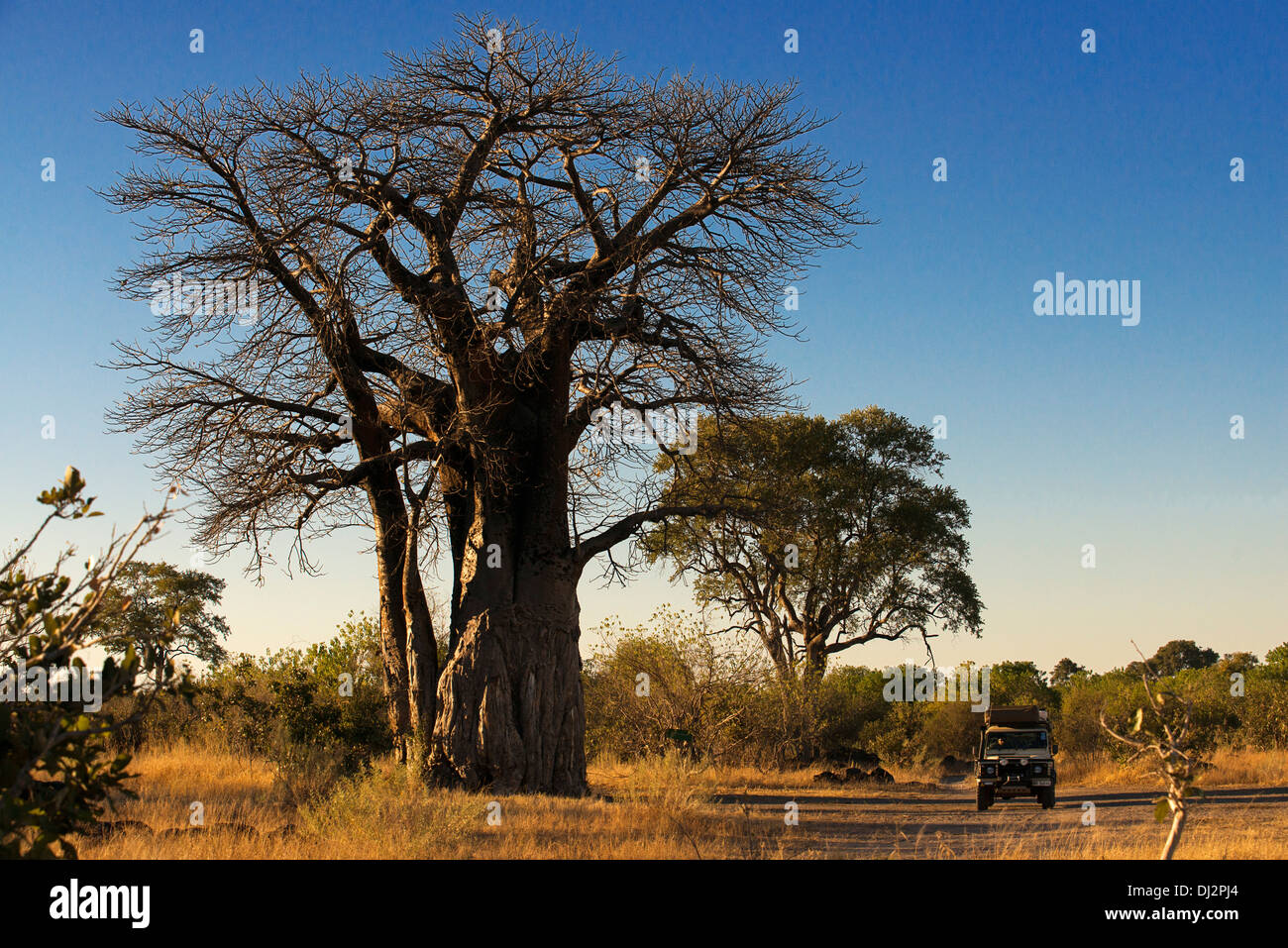 Ein 4 x 4 Pässe durch mehrere Affenbrotbäume stationiert auf der nahe gelegenen Camp Savute Elephant Camp von Orient-Express in Botswna im Chobe Park Stockfoto