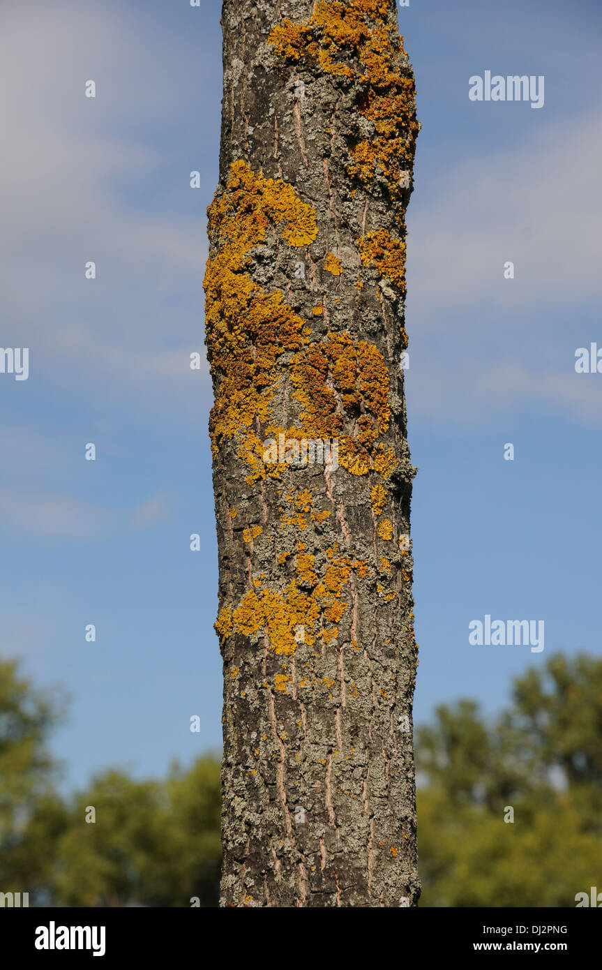 Flechten auf Eiche-Rinde Stockfoto