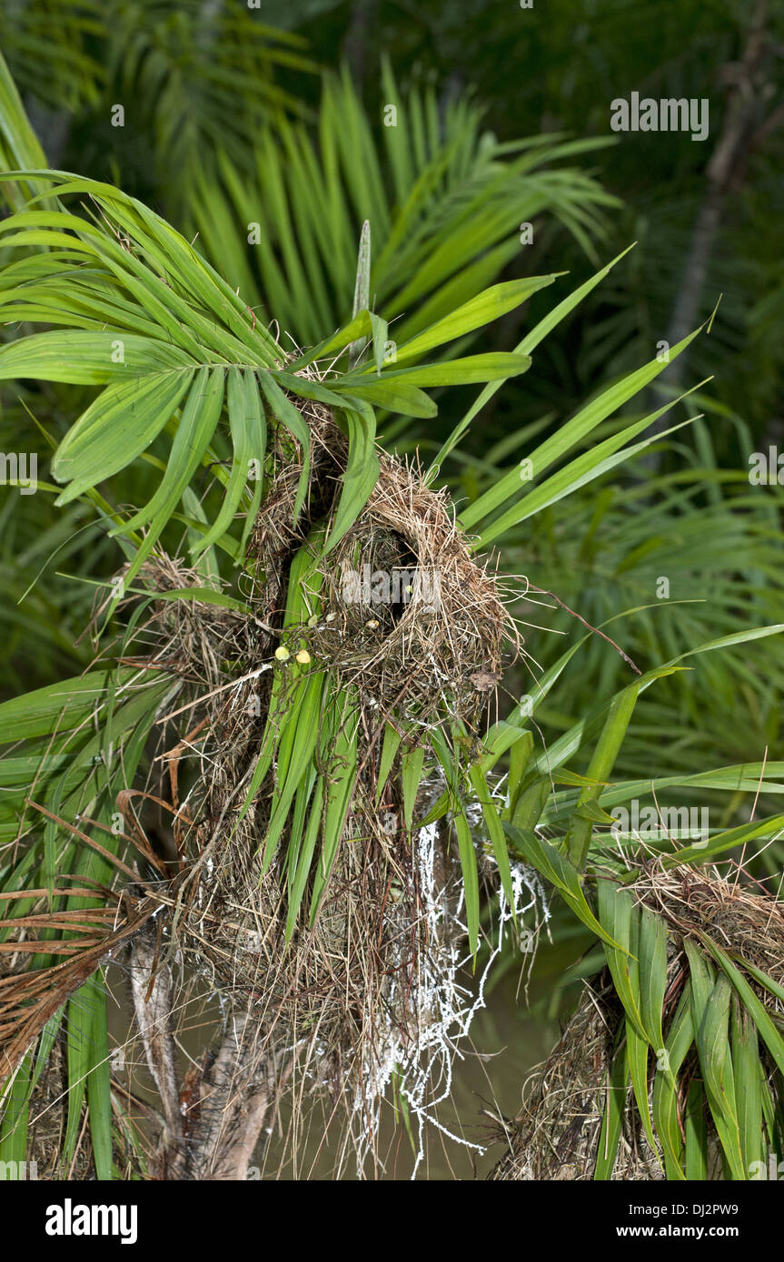 Geflochtenen Korb Nester von Montezuma oropendola Stockfoto