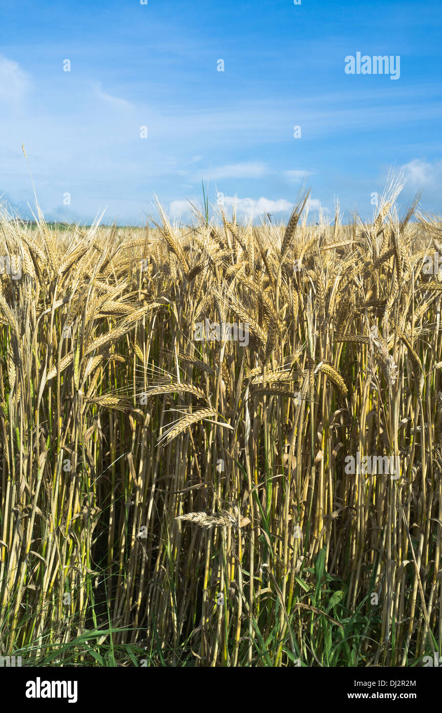dh Barley CROPS UK Scottish Kurzstamm Gerste Variety crop Feld uk Farm Ernte Schottland Stockfoto