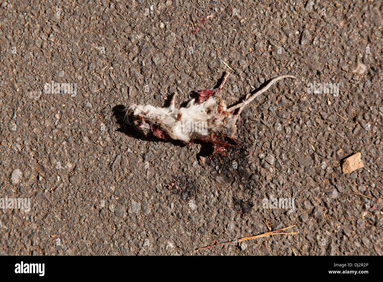 Tote Maus, Central Park, New York City, Vereinigte Staaten von Amerika. Stockfoto