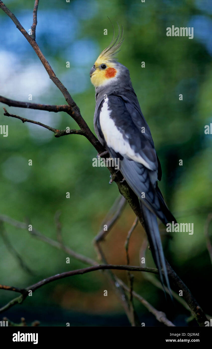 Nymphensittich (Nymphicus Hollandicus), Quarrion, Weiro, Nymphensittich (Nymphicus Hollandicus) Stockfoto