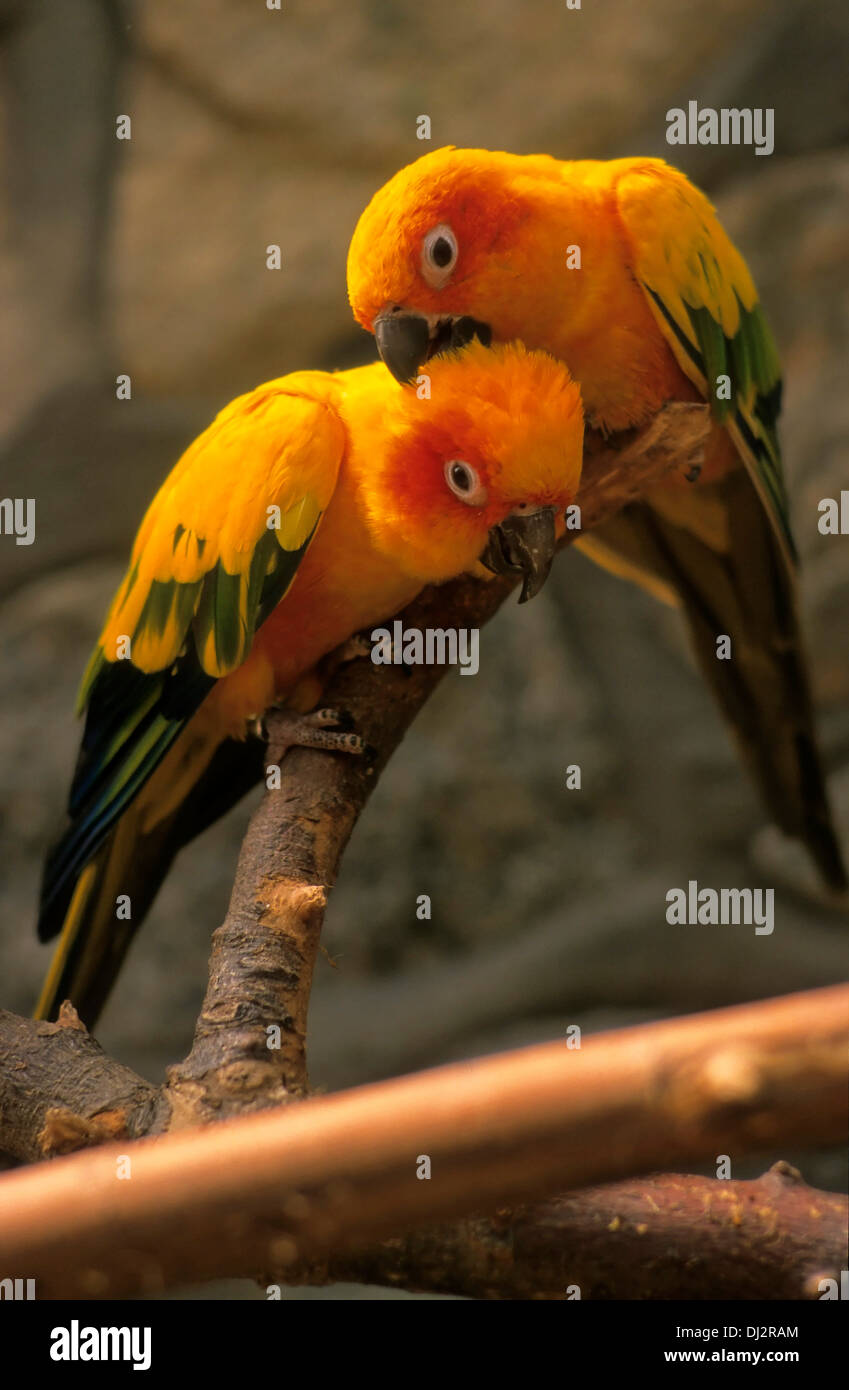 Sun-Sittich, Sun Conure (Aratinga Solstitialis), Sonnensittich (Aratinga Solstitialis), Paar Stockfoto