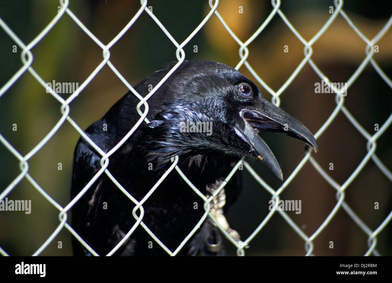 Kolkrabe (Corvus Corax), nördliche Raven Kolkrabe (Corvus Corax) Stockfoto