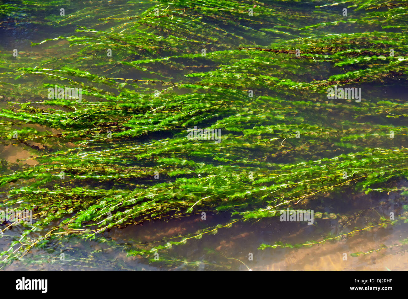 Wasserpflanzen im fließenden Wasser Stockfoto