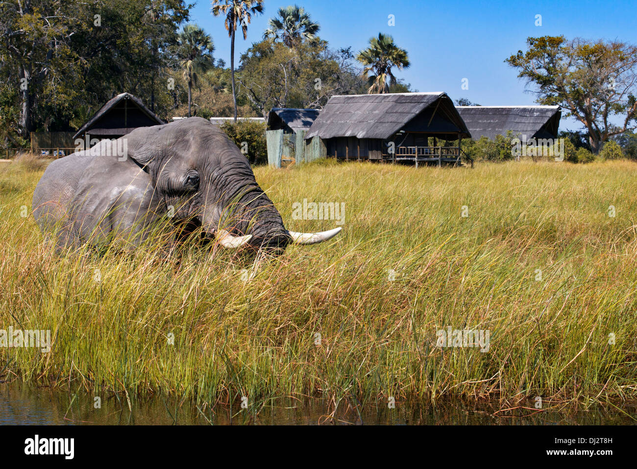 Ein Elefant irrt das Camp in der Nähe Eagle Island Camp von Orient-Express, außerhalb des Moremi Game Reserve in Botswana. Stockfoto