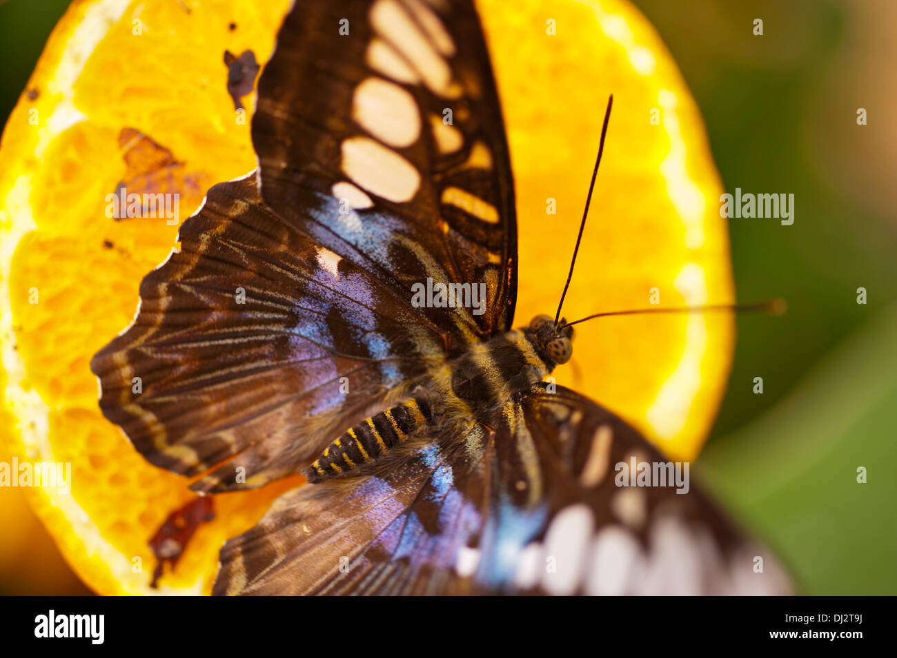 Blaue Clipper Parthenos Sylvia lilacinus Stockfoto