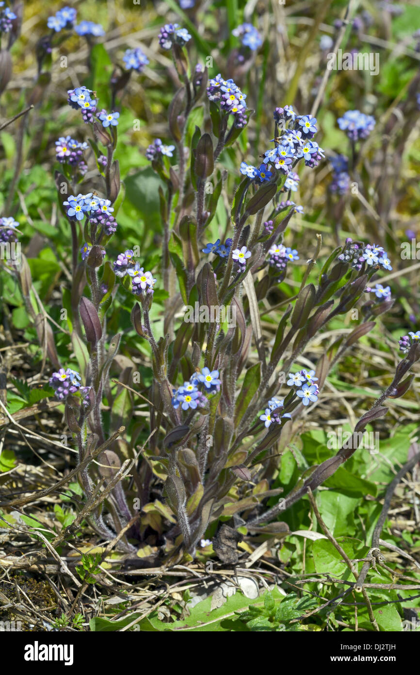 Myosotis Sylvatica, Holz-Vergissmeinnicht Stockfoto