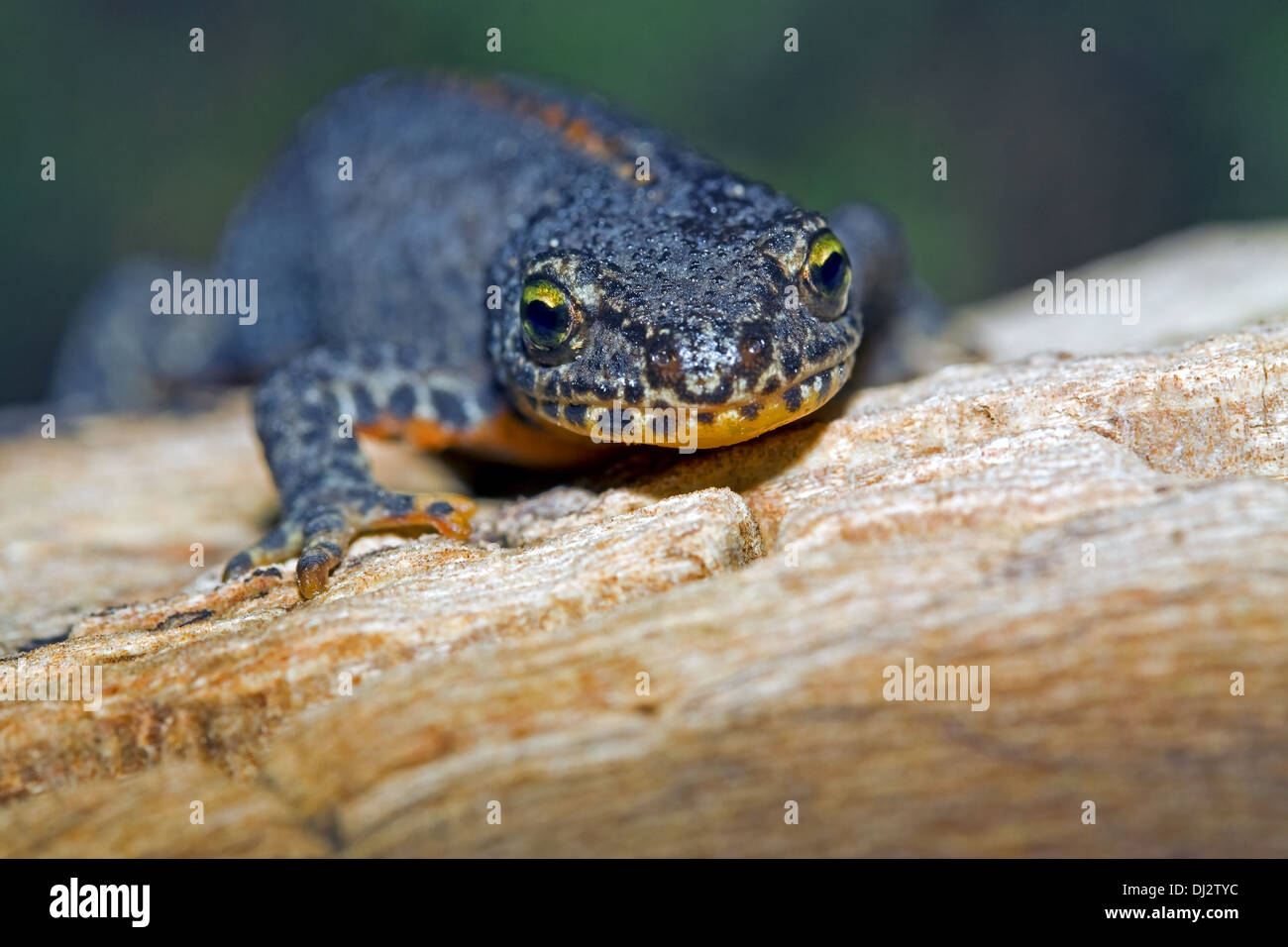 Teich molche Fotos und Bildmaterial in hoher Auflösung Alamy