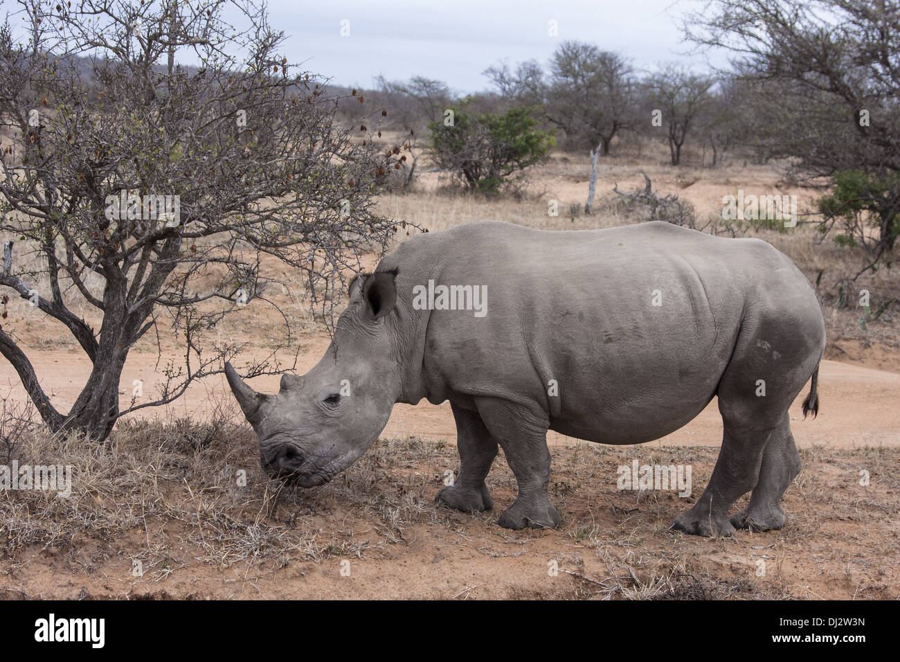 White Rhino (Ceratotherium Simum) Stockfoto