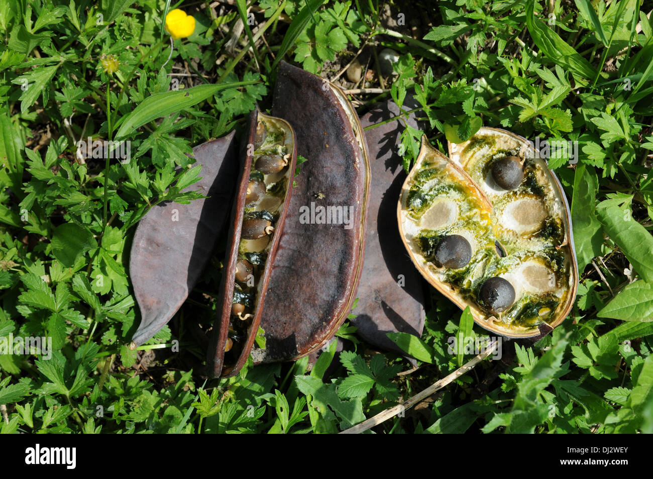 Kentucky Kaffeebaum Stockfoto