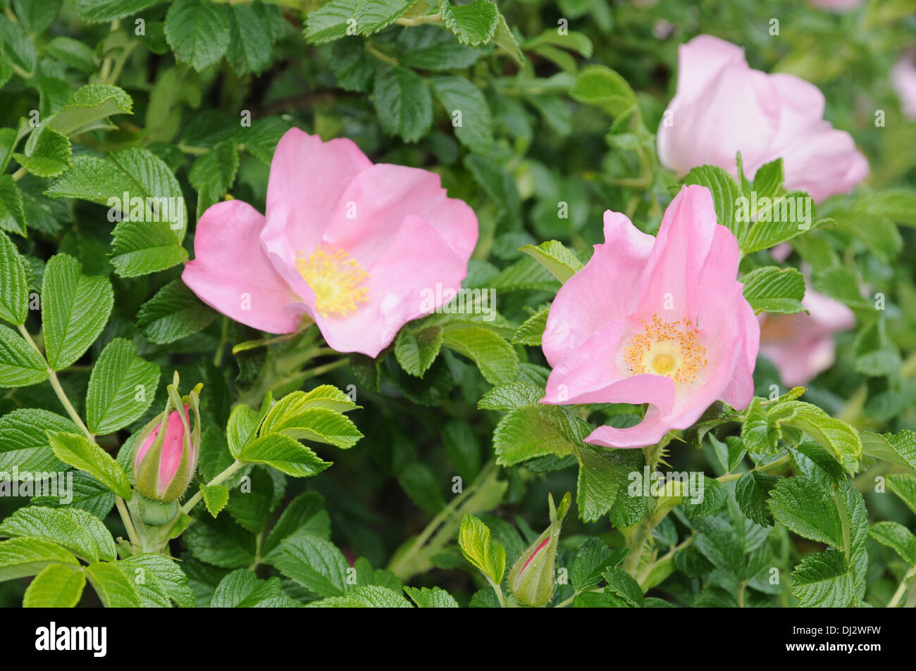 R rugosa -Fotos und -Bildmaterial in hoher Auflösung – Alamy