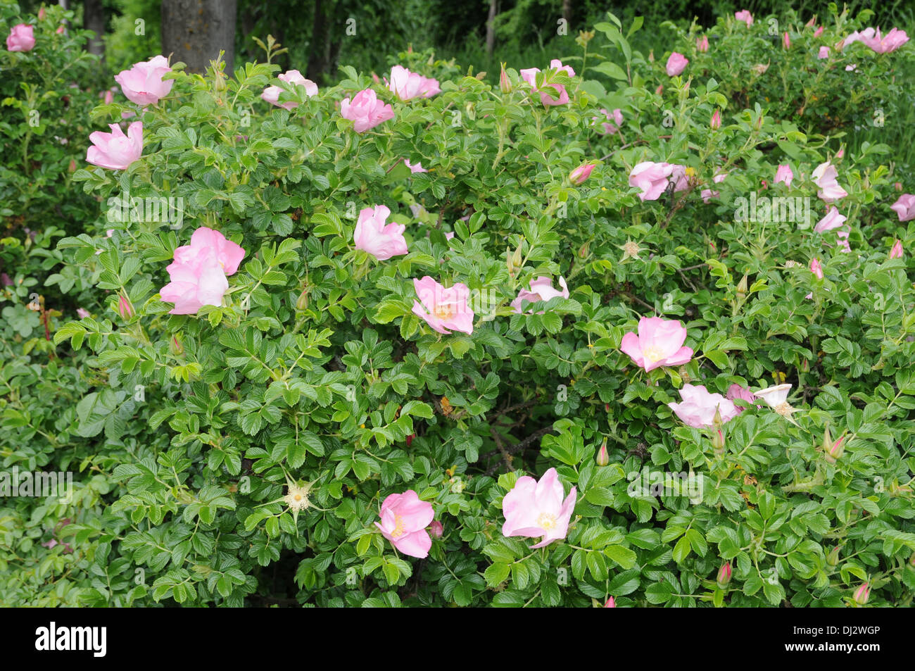 R rugosa -Fotos und -Bildmaterial in hoher Auflösung – Alamy