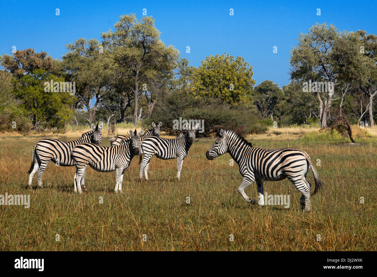 Eine Herde Zebras Streifen in der Nähe von Camp Eagle Island Camp von Orient-Express, außerhalb des Moremi Game Reserve in Botswana. Chobe Stockfoto