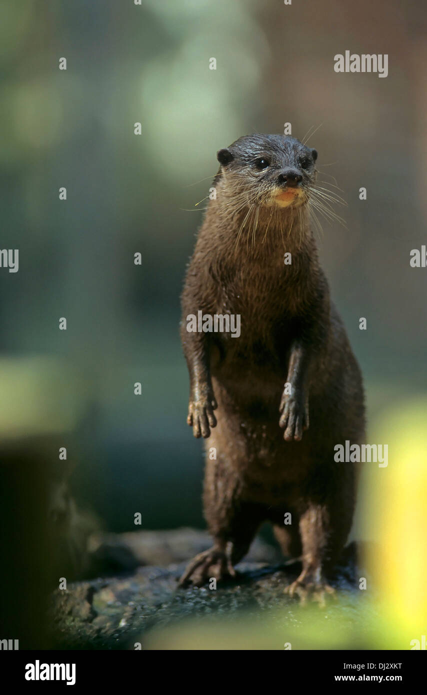 orientalische kleine krallte Otter (Aonyx Cinerea), asiatische kleine krallte Otter, Zwergotter (Aonyx Cinerea), Kurzkrallenotter Stockfoto