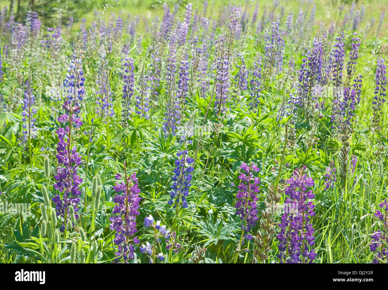 Eine Wiese mit grünem Rasen und lila Lupinen Stockfoto