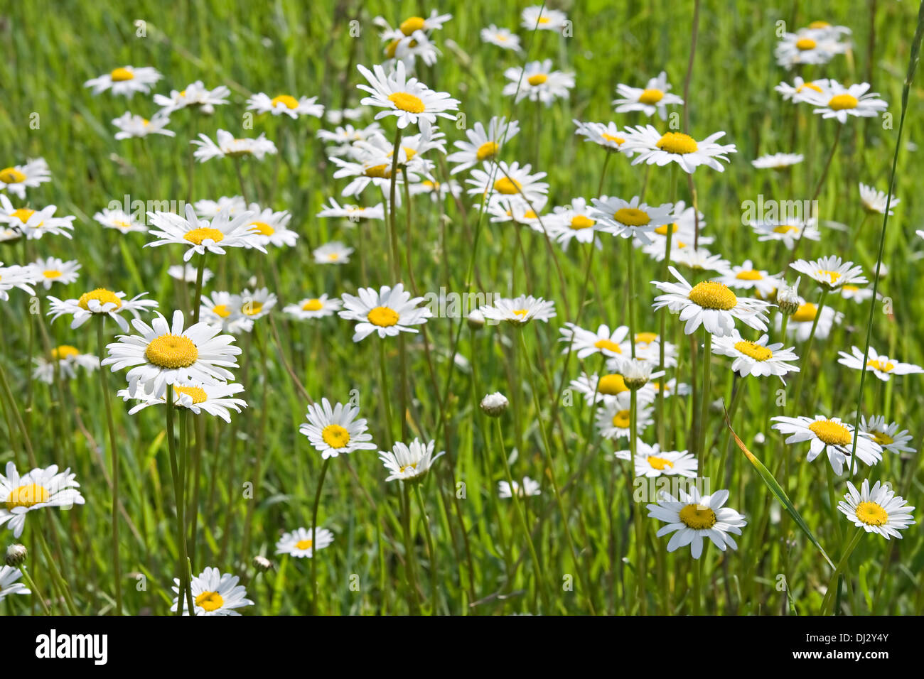 Eine Wiese mit grünem Rasen und weiße Kamillen Stockfoto