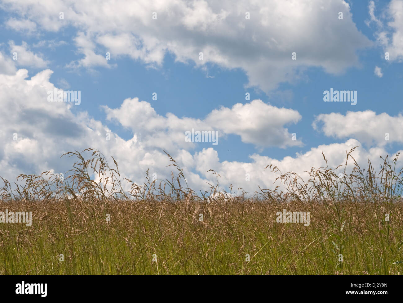 Gelbes Feld und Himmel mit Wolken an einem sonnigen Tag Stockfoto