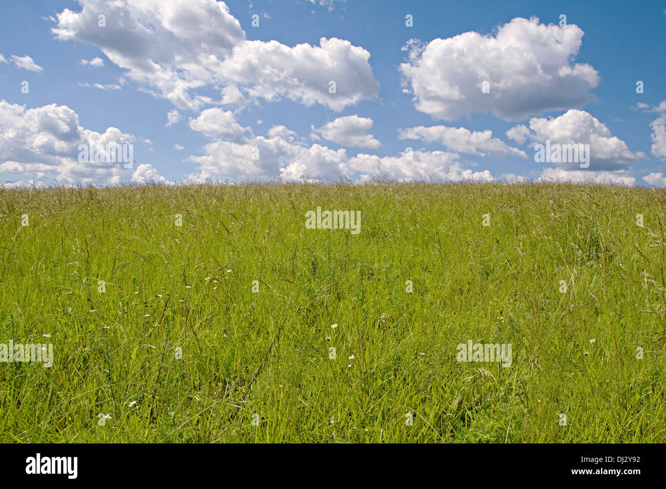 Gelbes Feld und Himmel mit Wolken an einem sonnigen Tag Stockfoto