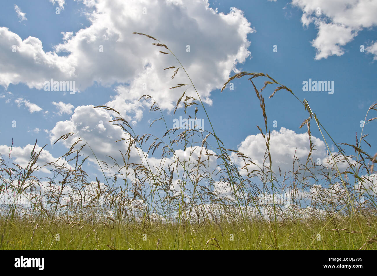 Gelbes Feld und Himmel mit Wolken an einem sonnigen Tag Stockfoto