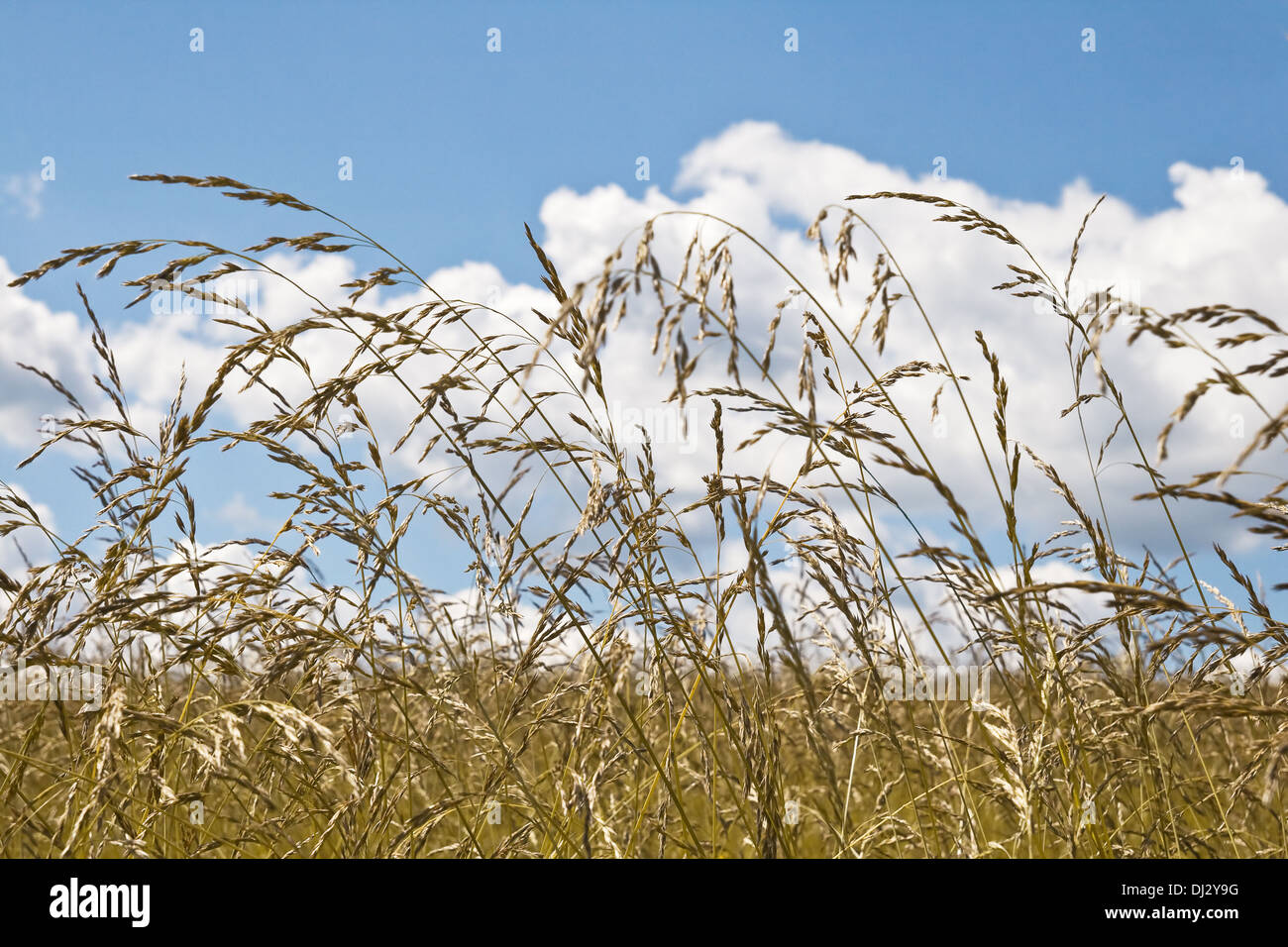 Gelbes Feld und Himmel mit Wolken an einem sonnigen Tag Stockfoto