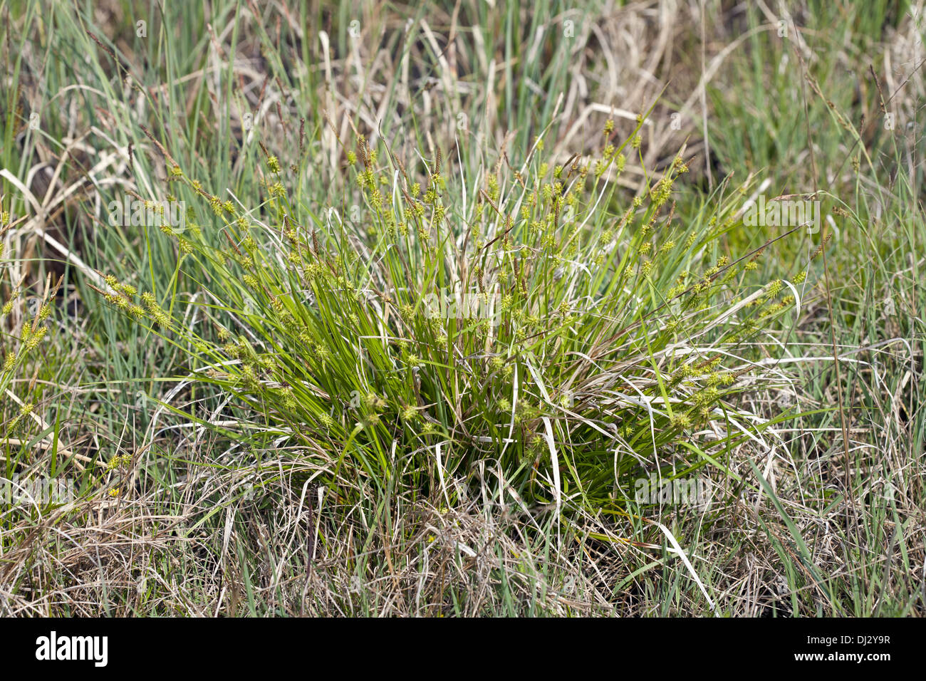 Gelbe Segge, Carex flava Stockfoto