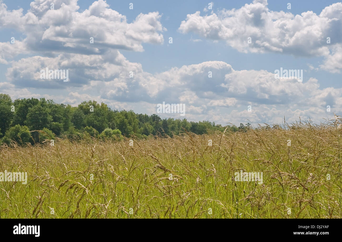 Gelbes Feld und Himmel mit Wolken an einem sonnigen Tag Stockfoto