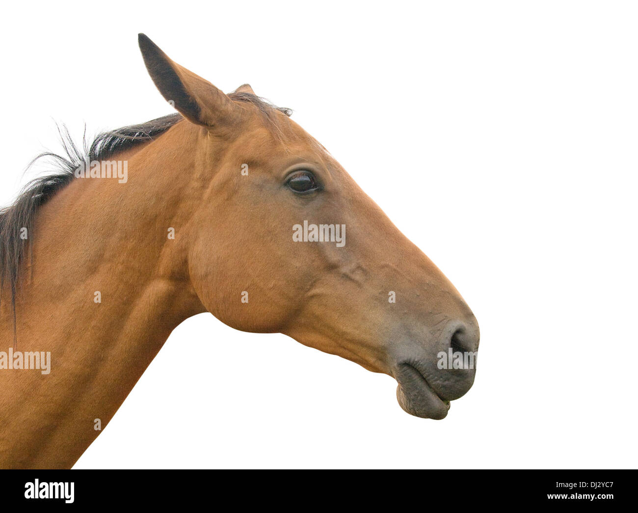 Profil von einem Pferd Kopf und Hals, isoliert auf weißem Hintergrund Stockfoto
