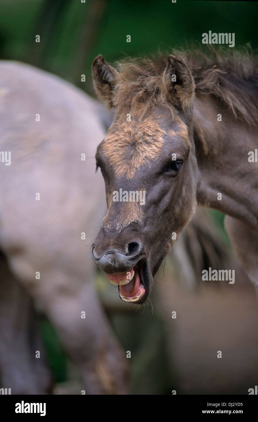 Abbildzüchtung des Tarpan - Pferds, Tarpan (Equus Ferus Ferus), eurasischen Wildpferdes Stockfoto