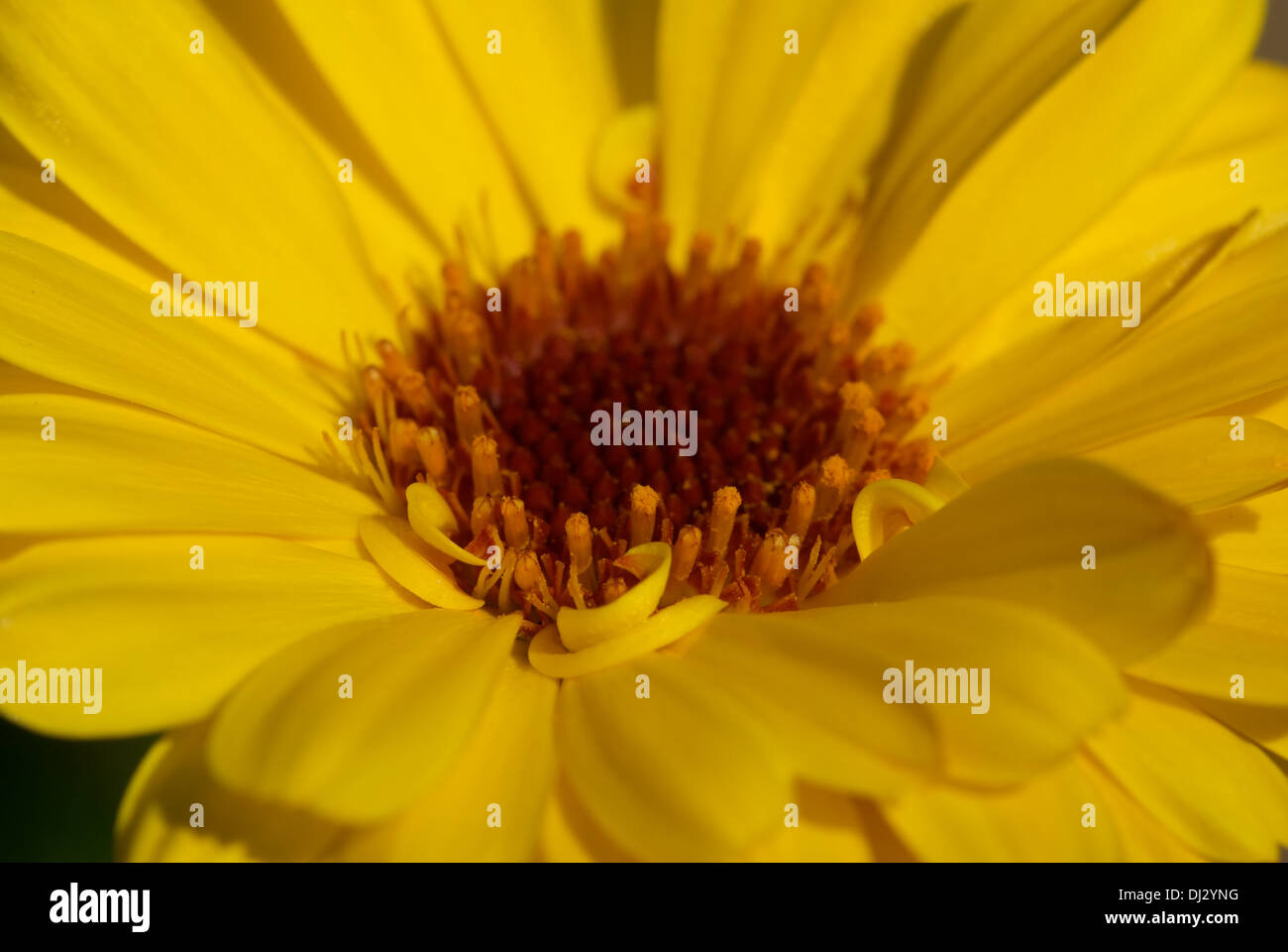 Englische Ringelblume Stockfoto