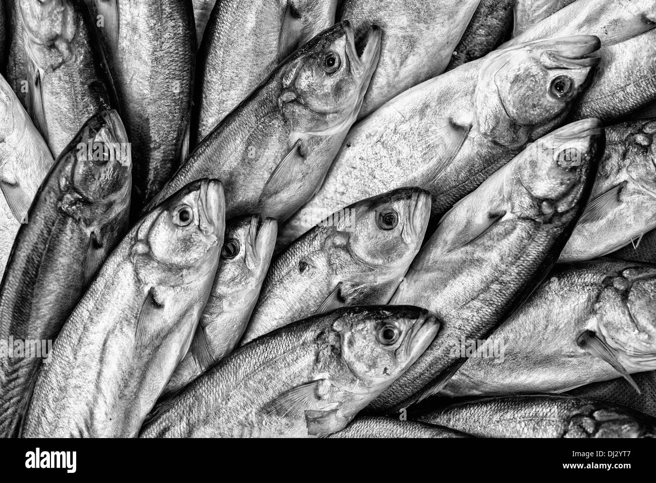 Fischmarkt direkt Angeln Industrie Fisch Sardinen Seafood Markt Salzwasser Fische Stack Meer In A Row Hintergründe und Heimtiere Stockfoto