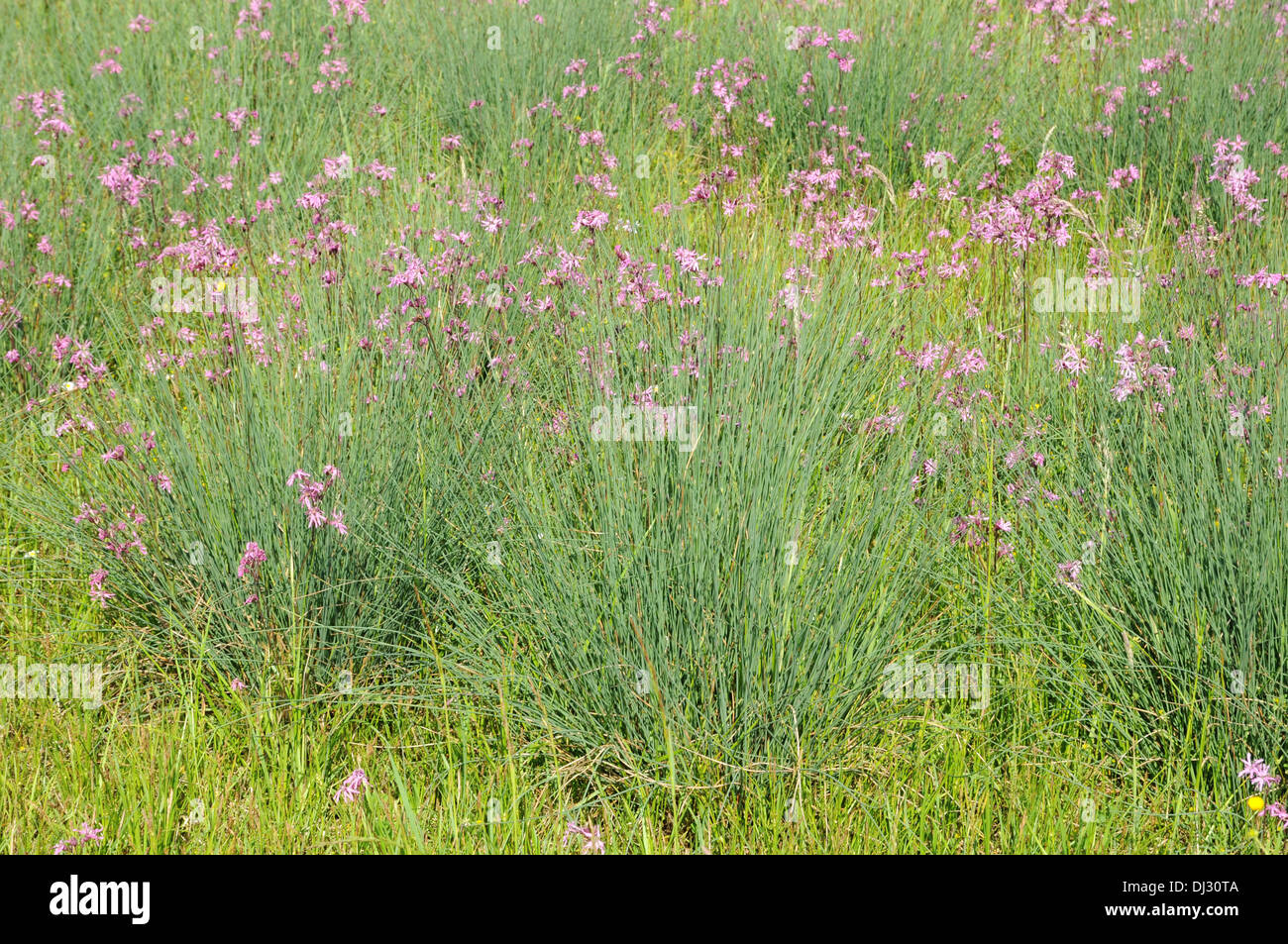 Ragged Robin und Binsen auf einer Wiese Stockfoto