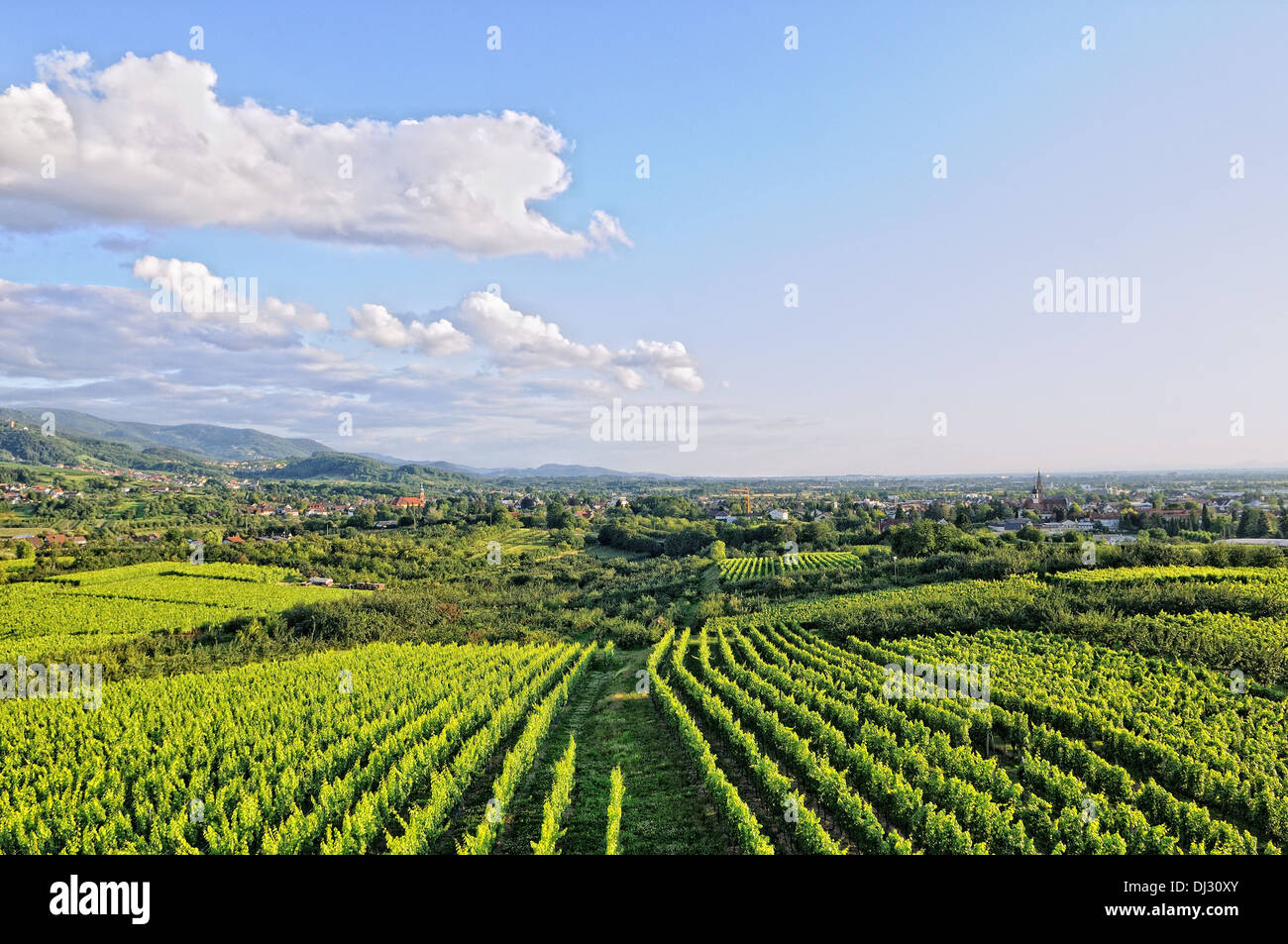Buehler Weinberge Deutschland Stockfoto