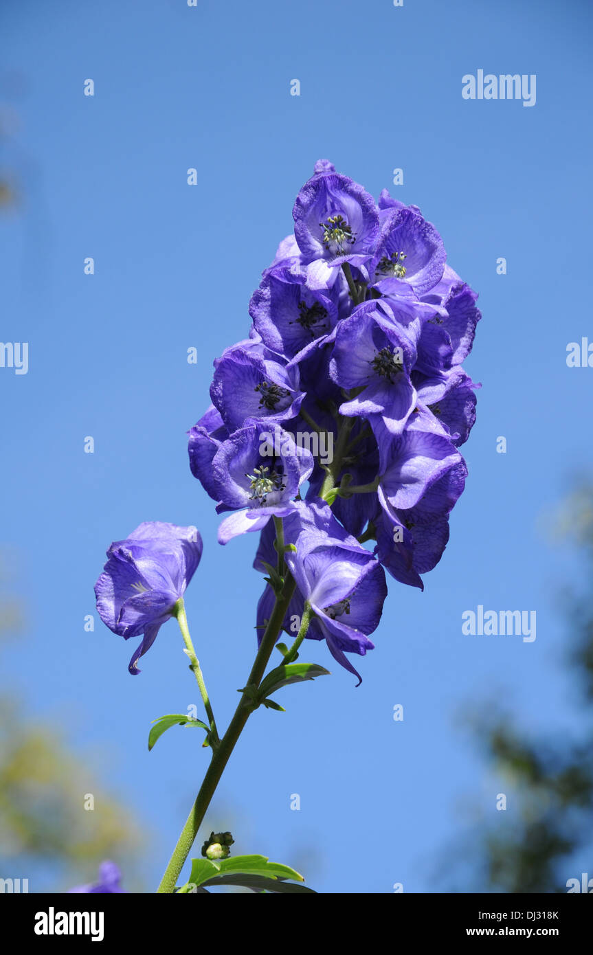 Chinesische Aconitum Stockfoto