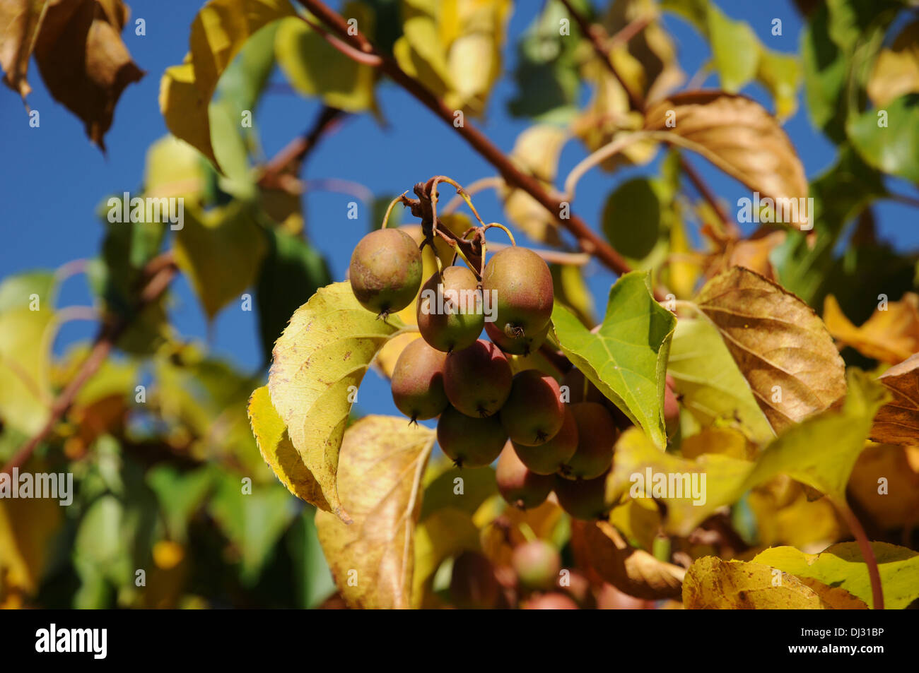 Kiwi-Früchte Stockfoto