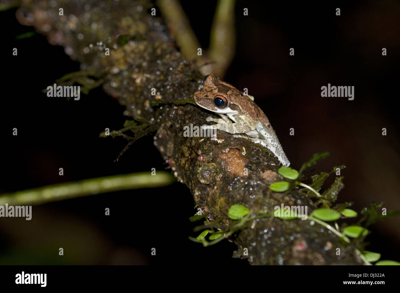 Knöcherne leitete Treefrog, Ecuador Stockfoto