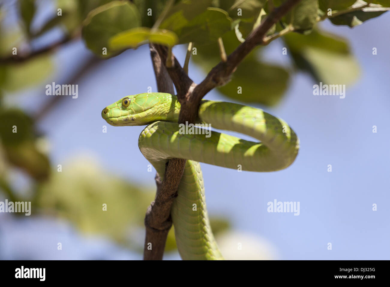 Grüne Mamba (Dendroaspis Viridis) Stockfoto