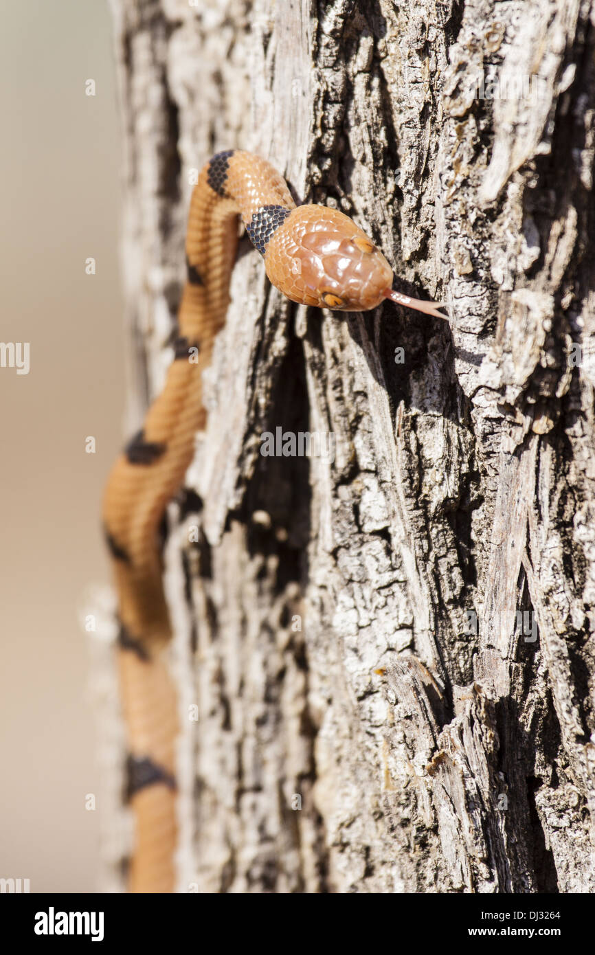Boomslang Fotos und Bildmaterial in hoher Auflösung Alamy