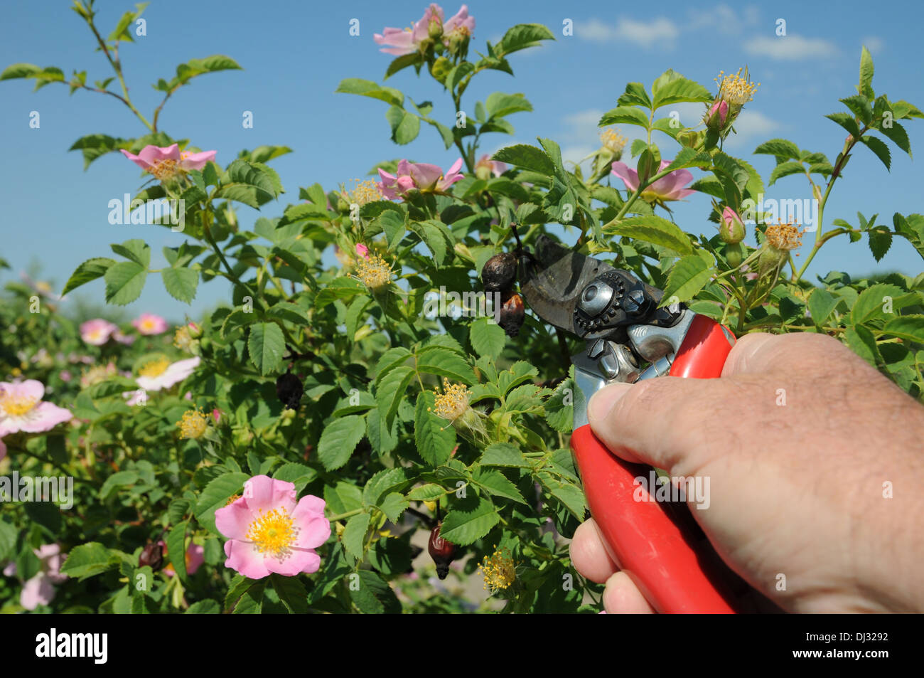 Rose-pruning Stockfoto