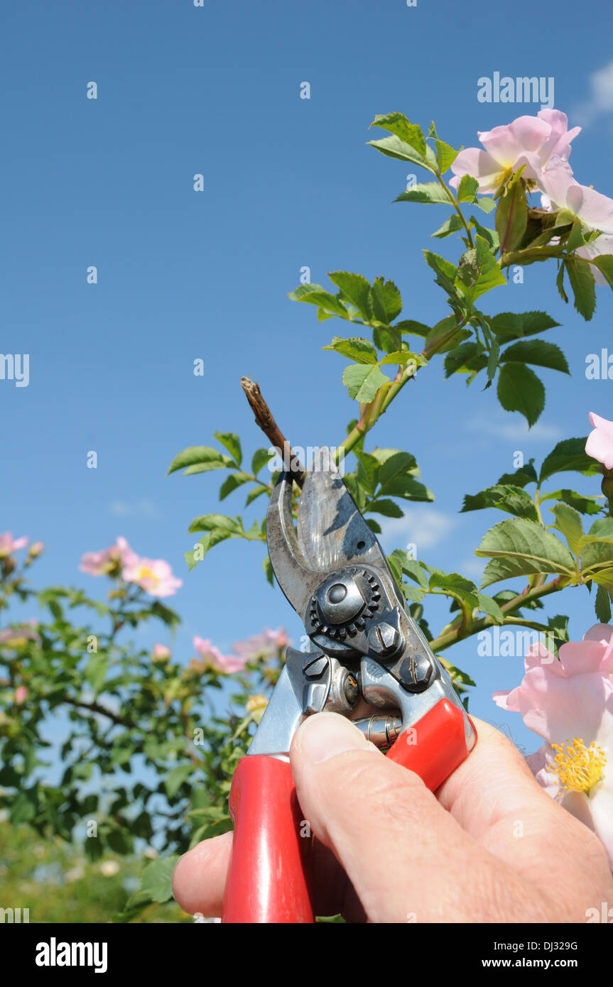 Rose-pruning Stockfoto