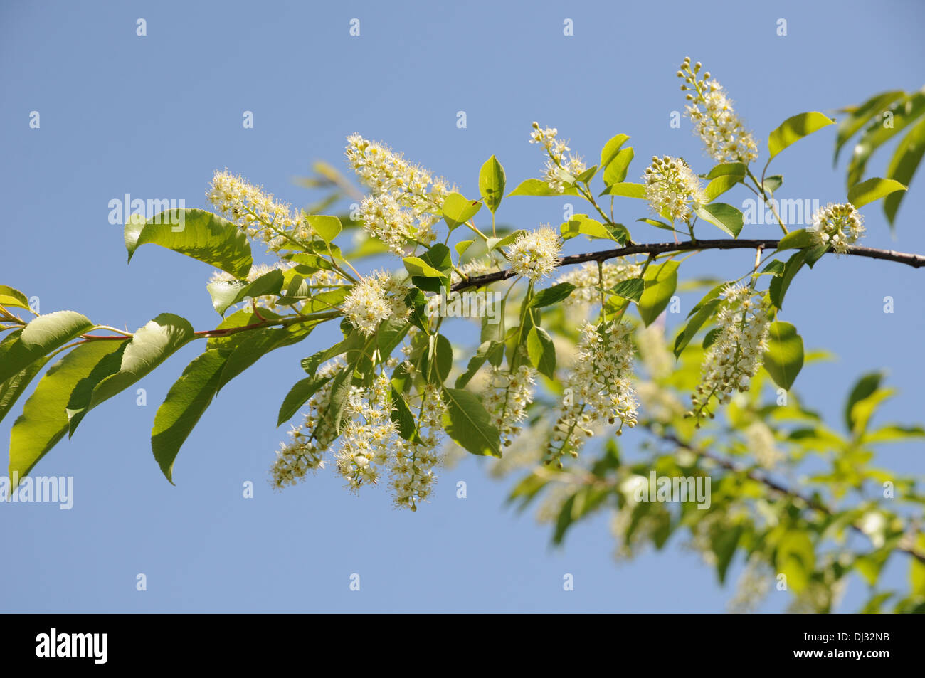 Schwarzkirsche Stockfotos und -bilder Kaufen - Alamy