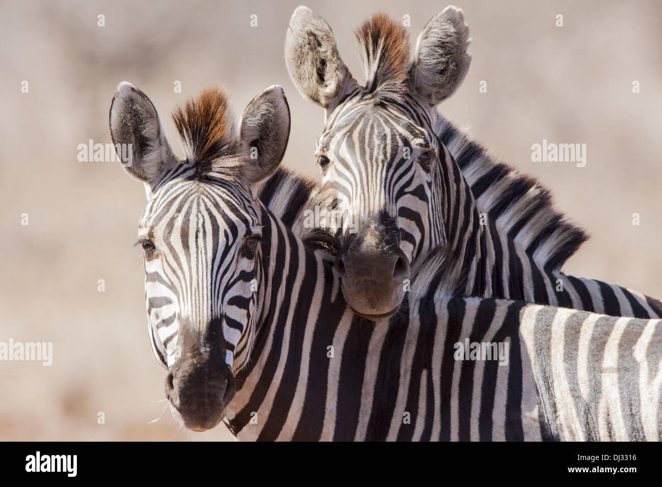 Ebenen Zebra (Equus Quagga) Stockfoto