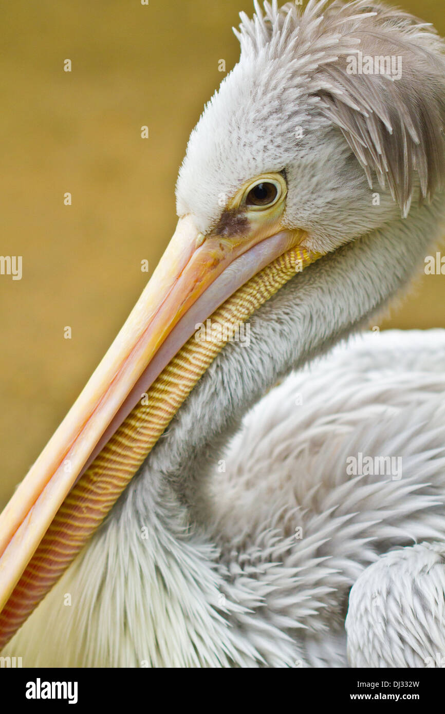 Rosa-backed Pelikan (Pelecanus saniert) Stockfoto