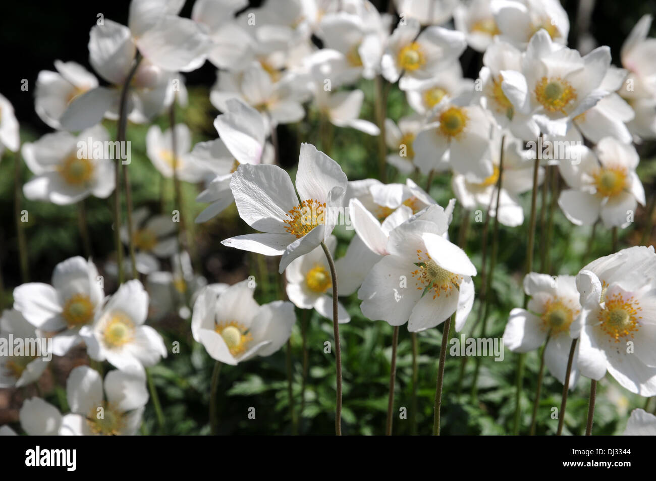 Buschwindröschen Stockfoto