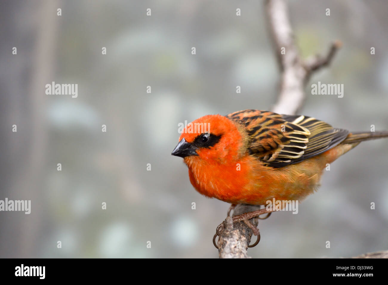 Rote Fody Stockfoto