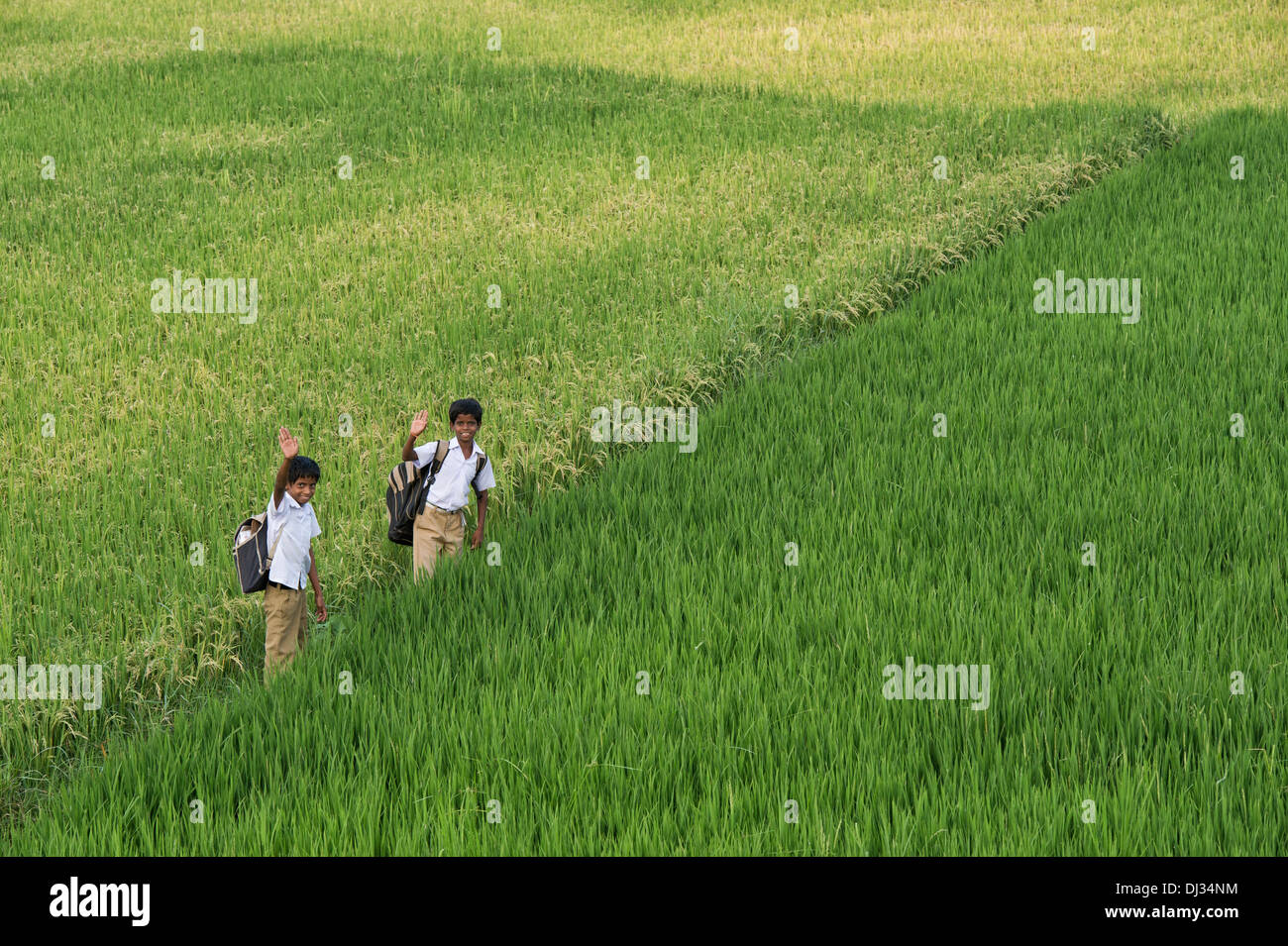 Indischen jungen Heimweg von der Schule durch Reife Reis Reisfeld. Andhra Pradesh, Indien Stockfoto