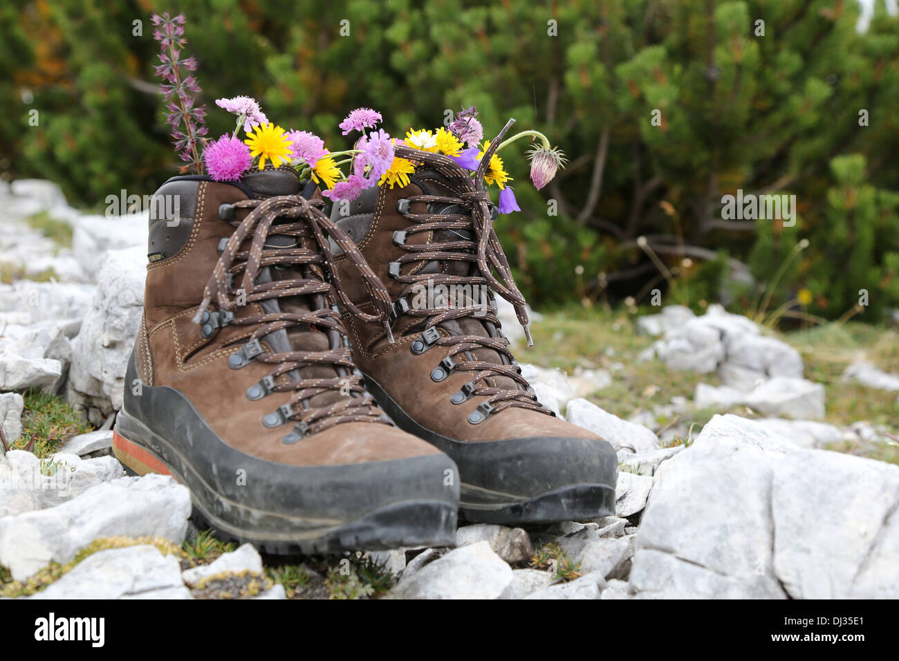 Wanderschuhe von einem Wanderer mit Blumen auf einem Felsen in den Bergen Stockfoto