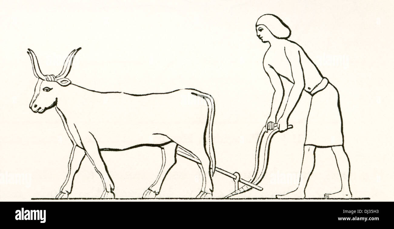Pflügen mit Ochsen im alten Ägypten. Stockfoto